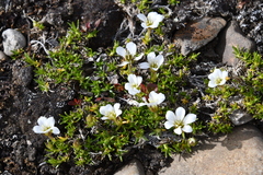 Cherleria arctica