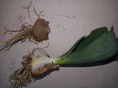 Ornithogalum maculatum