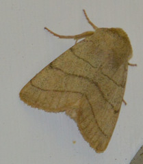 Charanyca trigrammica