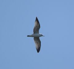 Chroicocephalus ridibundus