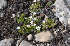 Cherleria arctica