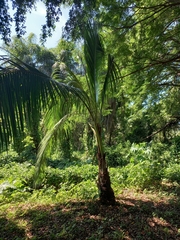 Cocoseae