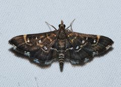 Diathrausta harlequinalis