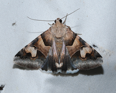 Drasteria pallescens