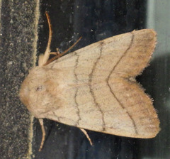 Charanyca trigrammica