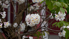 Tabebuia roseoalba