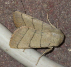 Charanyca trigrammica