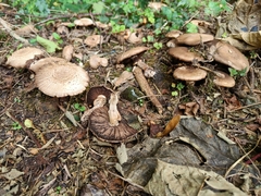 Agaricus sylvaticus