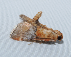 Cacozelia basiochrealis