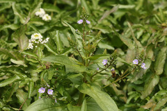 Veronica anagallis-aquatica anagallis-aquatica