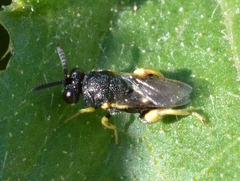 Chalcididae