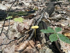 Pluteus chrysophlebius