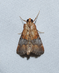 Cacozelia basiochrealis