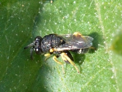 Chalcididae