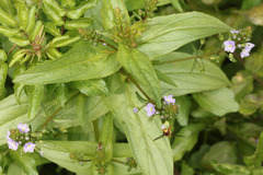 Veronica anagallis-aquatica anagallis-aquatica