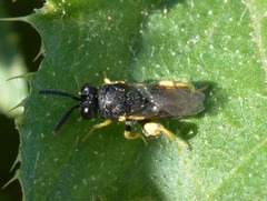 Chalcididae