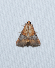 Cacozelia basiochrealis