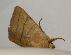 Charanyca trigrammica