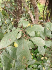 Prunus domestica