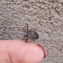 Larinioides ixobolus