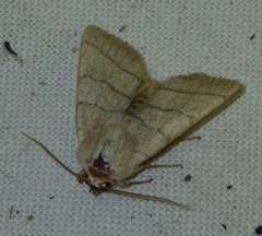 Charanyca trigrammica