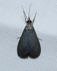 Pyrausta demantrialis
