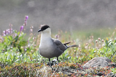 Stercorarius longicaudus