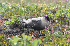 Stercorarius longicaudus