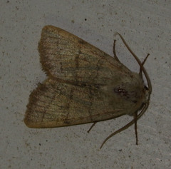 Charanyca trigrammica