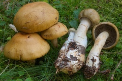 Cortinarius subtortus