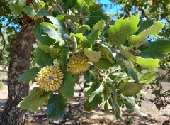 Quercus ithaburensis