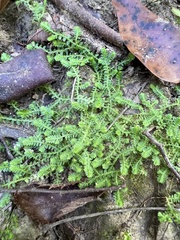 Selaginella