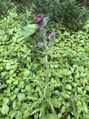 Cirsium edule