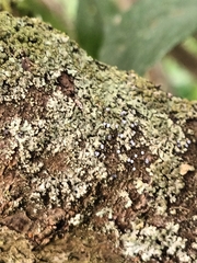 Phaeophyscia orbicularis