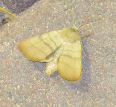Charanyca trigrammica