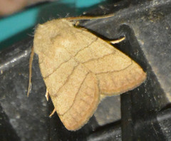 Charanyca trigrammica