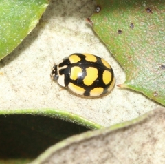 Oenopia lyncea
