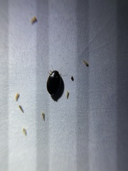 Thermonectus basillaris basillaris