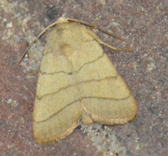 Charanyca trigrammica