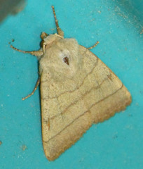 Charanyca trigrammica