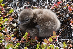 Stercorarius longicaudus