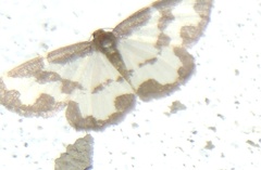 Lomaspilis marginata