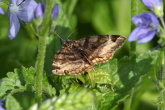 Euclidia glyphica