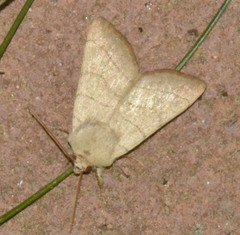 Charanyca trigrammica