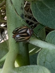 Phylloscelis atra
