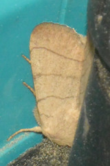 Charanyca trigrammica