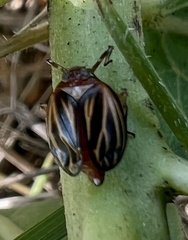 Phylloscelis atra