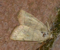 Charanyca trigrammica