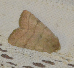 Charanyca trigrammica