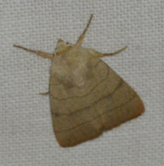 Charanyca trigrammica